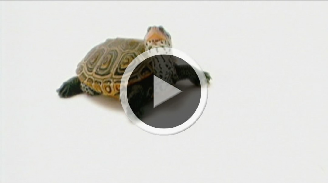 University of Maryland - Fear the Turtle - Catalyst TV