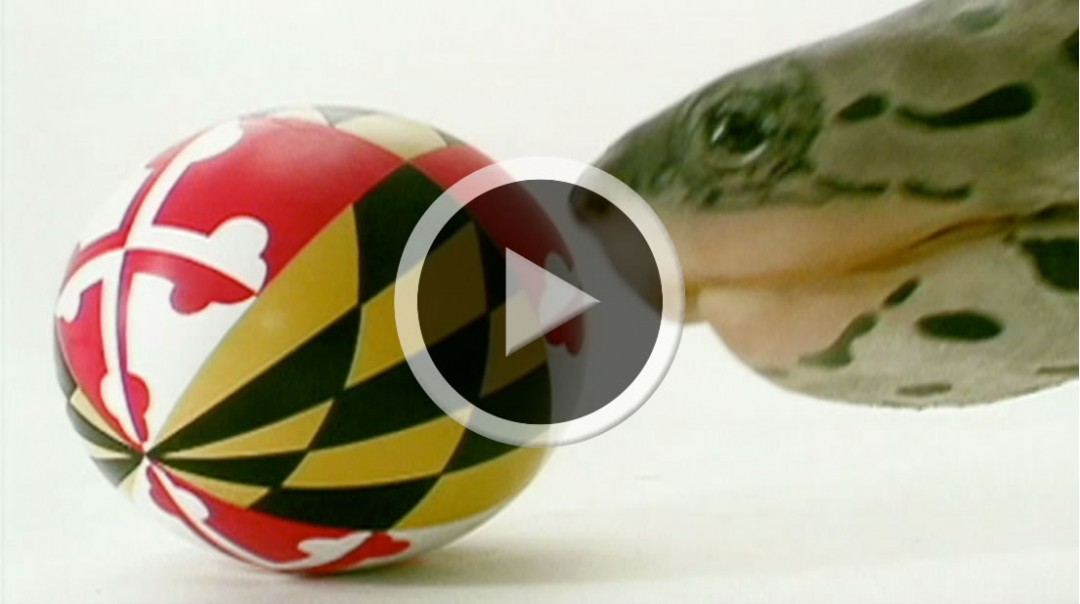 University of Maryland - Fear the Turtle - Roar TV